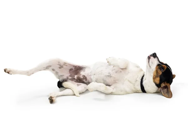 Застенчивая Маленькая Порода Спасательная Собака Перекатывается Лежит Спине Глядя Вверх — стоковое фото