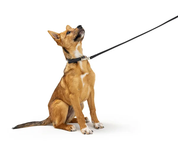 Cão Cachorro Amarelo Bonito Que Está Sendo Treinado Também Aprender — Fotografia de Stock