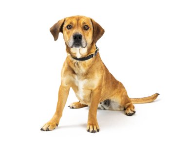 Sarı orta boy melez köpek beyaz arka planda oturuyor ve kameraya bakıyor.