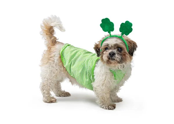 かわいい面白い聖パトリック日犬は緑のシャツとシャムロッククローバーヘッドバンドを着て — ストック写真