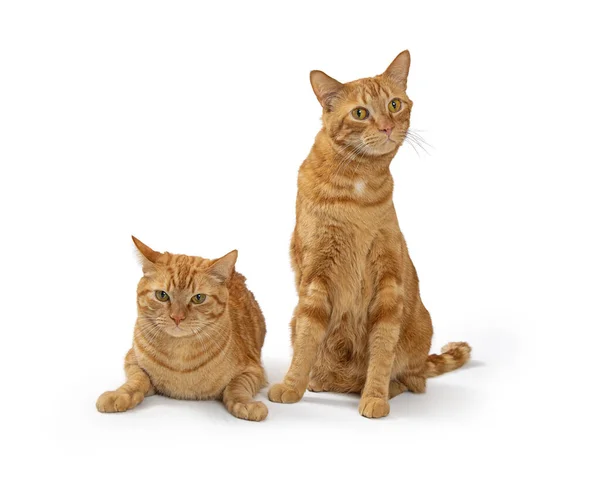 Dois Gatos Muito Laranja Tabby Juntos Branco Com Expressões Amigáveis — Fotografia de Stock