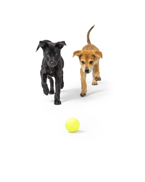 Dos Perros Labrador Labrador Raza Mixta Corriendo Hacia Una Pelota — Foto de Stock