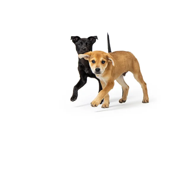 Dos Cachorros Jóvenes Raza Cruzada Labrador Retriever Jugando Corriendo Juntos — Foto de Stock