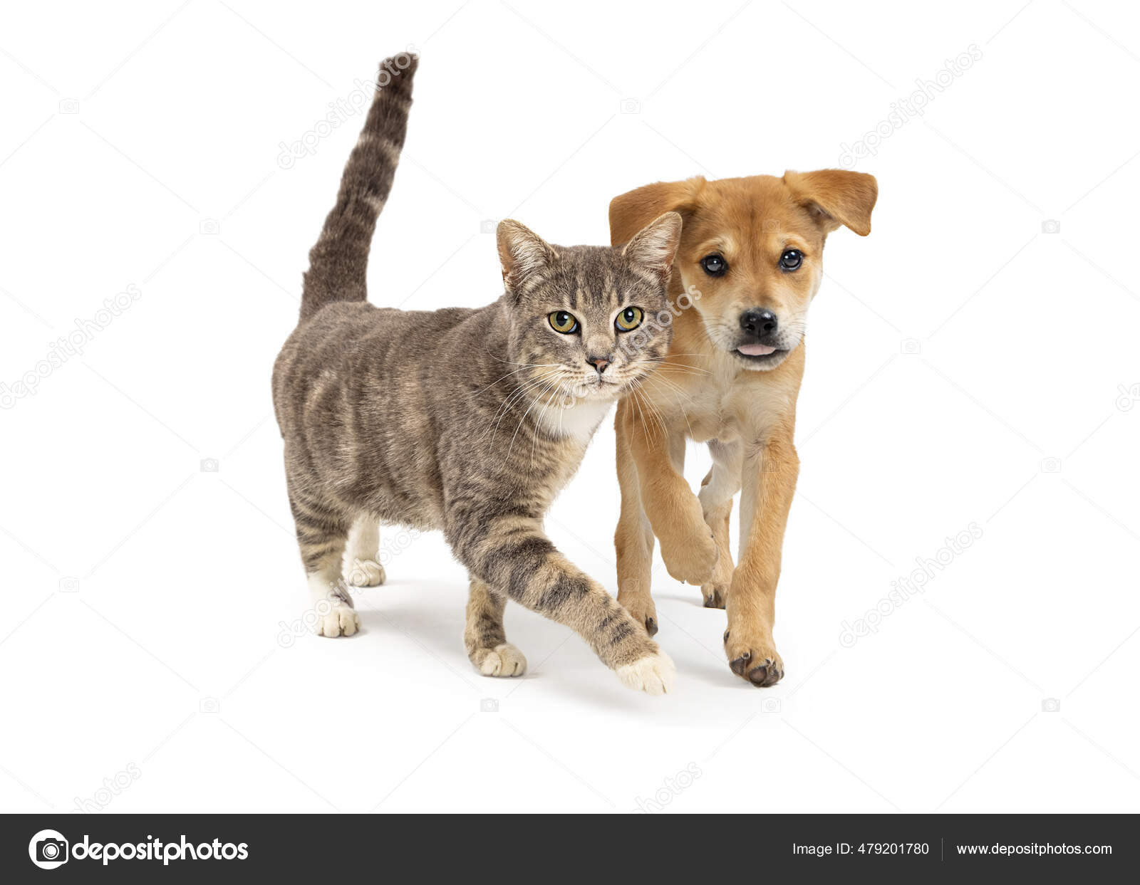 Cat And Dog Walking Together