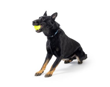 Büyük melez bir köpeğin ağzında sarı tenis topuyla yakalamaca oynadığı komik bir fotoğraf.. 