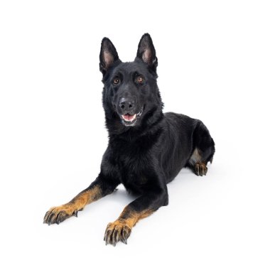 Büyük melez köpek, mutlu bir gülümseme ile beyazın üzerine uzanmış kameraya bakıyor. 