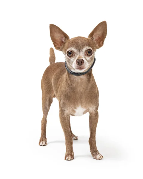 Niedlicher Kleiner Brauner Chihuahua Hund Steht Auf Weißem Grund Und — Stockfoto