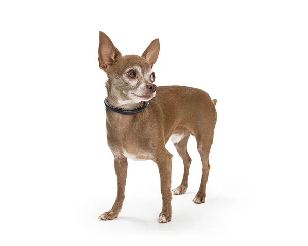 Cão Chihuahua Pequeno Bonito Fundo Branco Transformando Cabeça Para Olhar — Fotografia de Stock