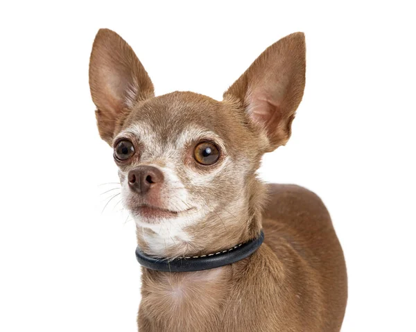 Närbild Söt Smal Brun Chihuahua Hund — Stockfoto