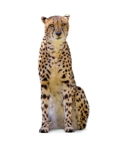 Isolated Photo Big Cheetah Cat Sitting Tall Facing Looking Forward — Stock Photo, Image