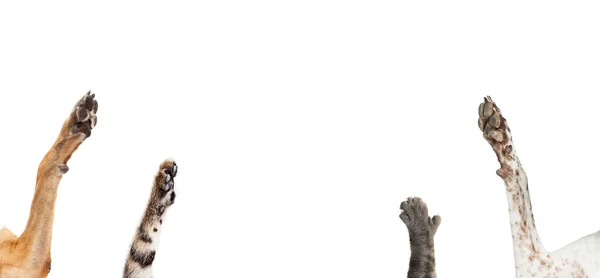 Vtipná Koncepční Fotka Psů Koček Zvedajících Tlapky Aby Ukázali Vzrušení — Stock fotografie