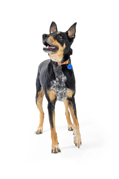 Excited Doberman Pinscher Crossbreed Dog Standign White Lifting Front Paw — Stock Photo, Image