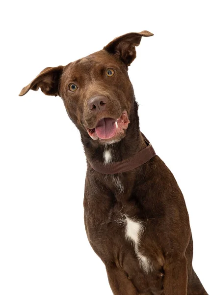 優しい大規模な茶色の混合品種の化粧品ブラウンチョコレートラブラドール幸せな笑顔の表情を持つ取得犬 — ストック写真