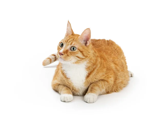 Grande Gatto Con Strisce Arancioni Sdraiato Sfondo Bianco Guardando Alto — Foto Stock