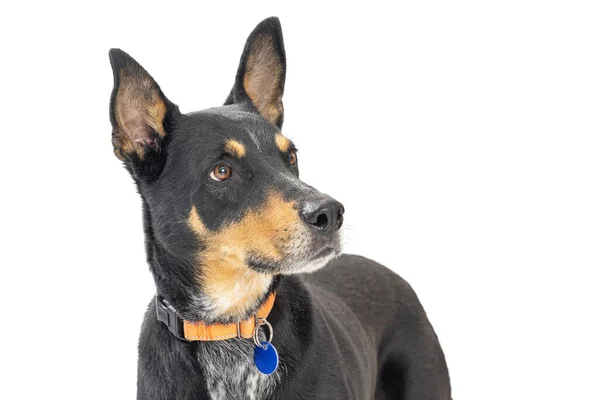 Closeup Large Mixed Doberman Pinscer Crossbreed Dog Looking Side Blank — Stock Photo, Image