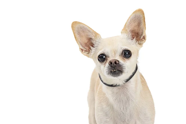 かわいい白いChihuahua犬の閉鎖カメラを見て — ストック写真