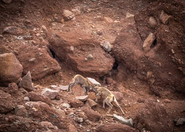 Two Junge Dickhornschafe Baby Lämmer Spielen Auf Felsigem Berg Arizona — Stockfoto