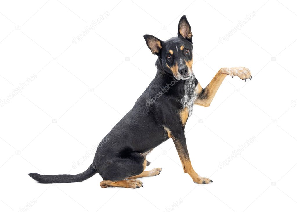 Large mixed breed dog sitting facing side raising front arm up. Place product or object under paw.