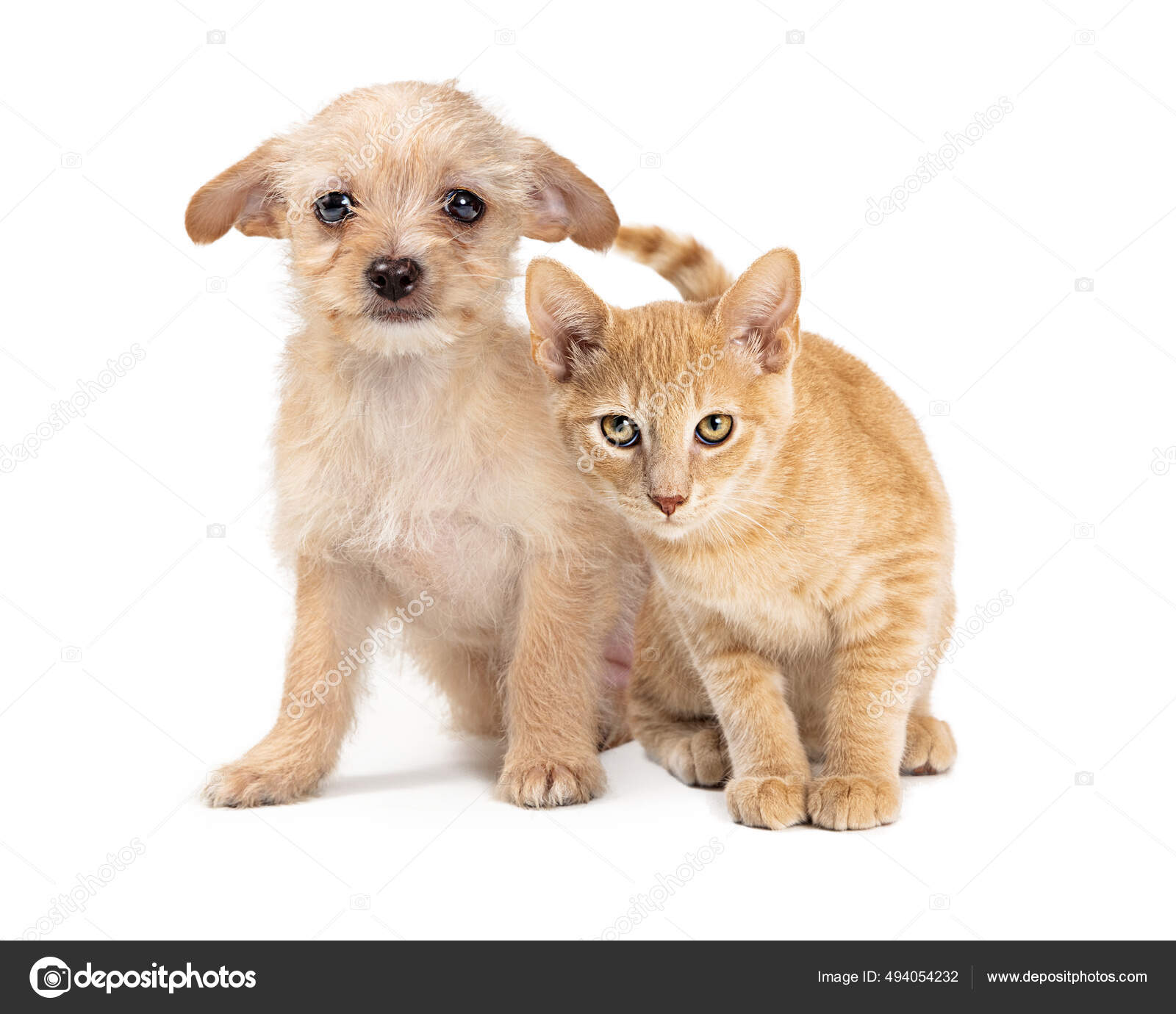 Small Dogs Breeds Of Dogs That Get Along With Cats Small Dog