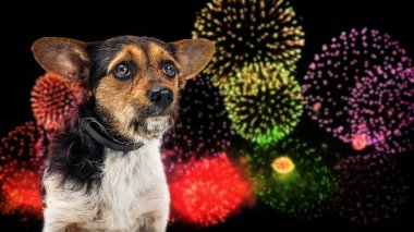 Small nervous dog afraid of loud Fourth of July fireworks display clipart