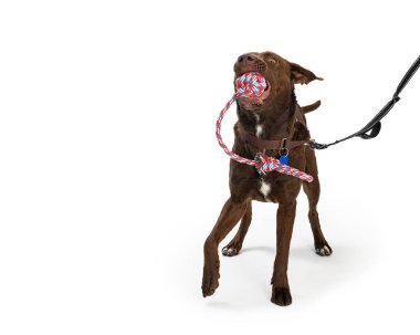 Ağzında bir ip ve top oyuncağıyla tasmalı komik kahverengi bir köpek oynamaya hazır.