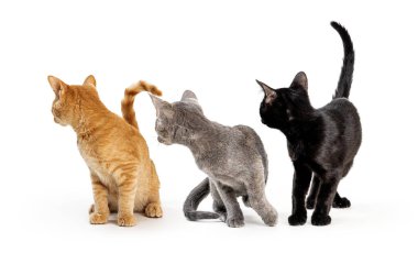 Three cute young kittens of different colors together facing forward and turning heads to look back in the same direction  clipart