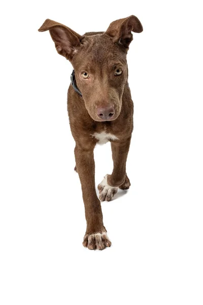 Bonito Jovem Marrom Misto Labrador Raça Cachorro Cão Andando Frente — Fotografia de Stock