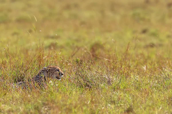 Geparden Raubkatze Versteckt Sich Hohen Gras Kenias — Stockfoto