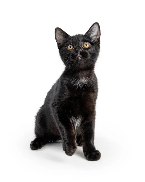 Niedliche Junge Neugierige Schwarze Kätzchen Sitzt Auf Weißen Hebepfote Und — Stockfoto