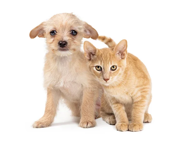 Nettes Junges Orangefarbenes Kätzchen Und Roter Mischlingshund Sitzen Zusammen Und — Stockfoto