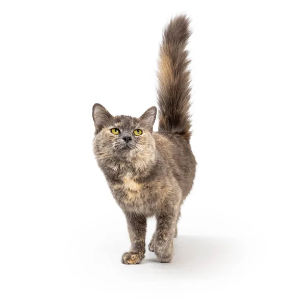 Beautiful Dilute Tortie Cat Walking Forward White Looking Tail Raised — Stock Photo, Image