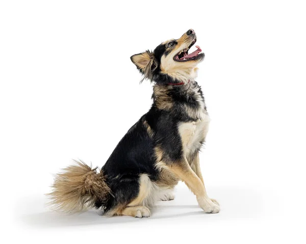 Pastor Misto Cão Mestiço Husky Sentado Frente Para Lado Olhando — Fotografia de Stock