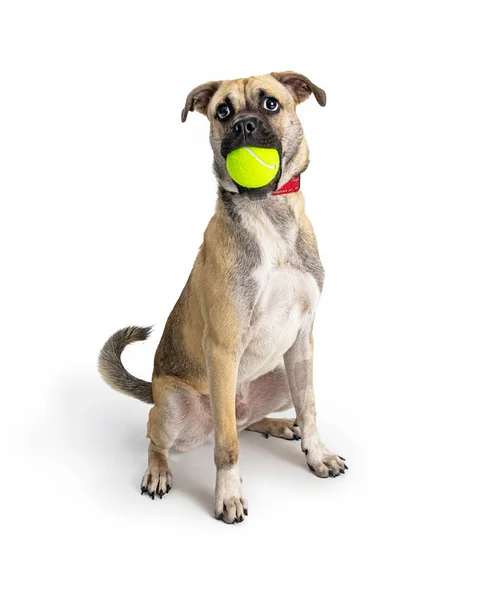 Söt Rolig Liten Blandras Hund Sitter Vit Bär Gul Tennisboll — Stockfoto