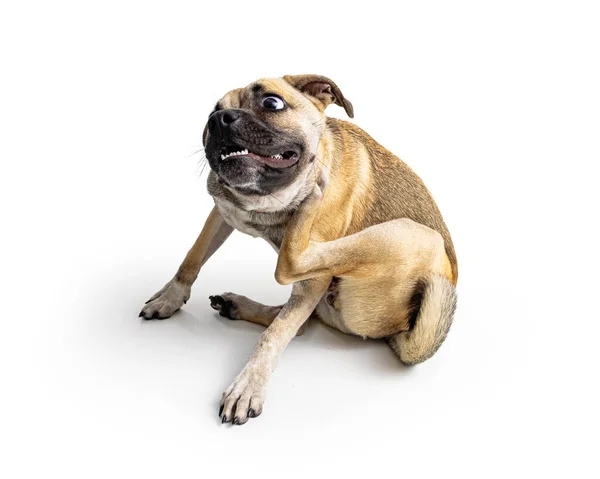 Αστεία Φωτογραφία Του Σκύλου Ξύσιμο Φαγούρα Δέρμα — Φωτογραφία Αρχείου