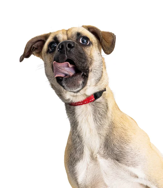 Closeup Hungry Mixed Small Breed Dog Sticking Tongue Out — Stock Photo, Image