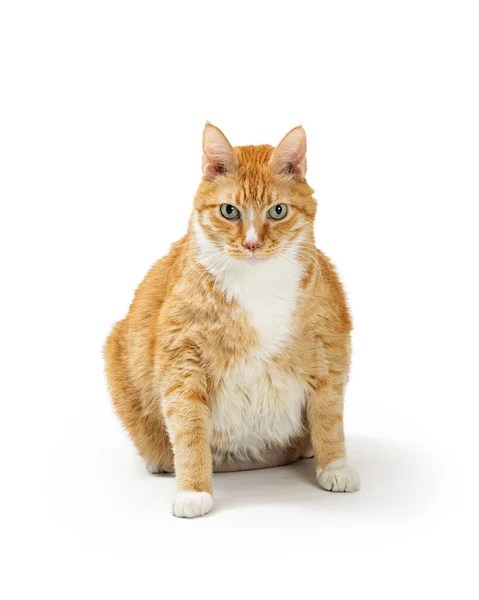 Gatto Tabby Arancione Con Grande Corpo Sovrappeso Seduto Sul Bianco — Foto Stock