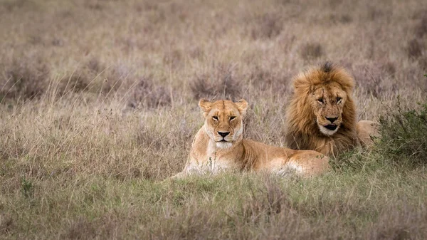 Grand Lion Une Lionne Couchés Ensemble Dans Les Prairies Kenya — Photo