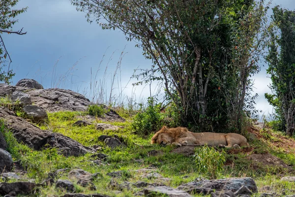 Gran León Africano Macho Acostado Debajo Árbol Que Duerme Reserva — Foto de Stock