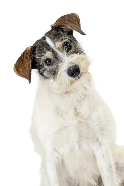 Close Van Schattige Gemengde Terriër Ras Hond Cocking Hoofd Kijk — Stockfoto