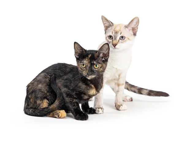 Two Cute Young Kittens Sitting Together White Looking Side — Stock Photo, Image