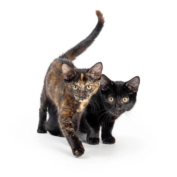 Two Cute Young Torbie Black Kittens Walking Forward Together White — Stock Photo, Image