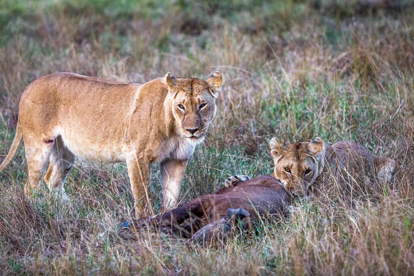 2頭の雌ライオンが最近ケニアで狩猟した水牛を食べています — ストック写真