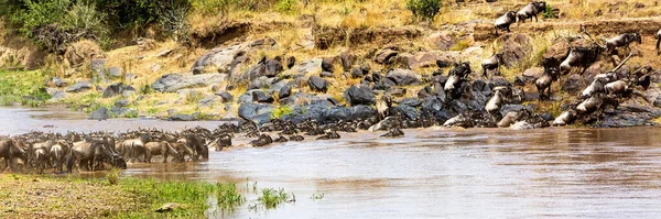 野生動物の群れがマーラ川を泳いで渡る — ストック写真