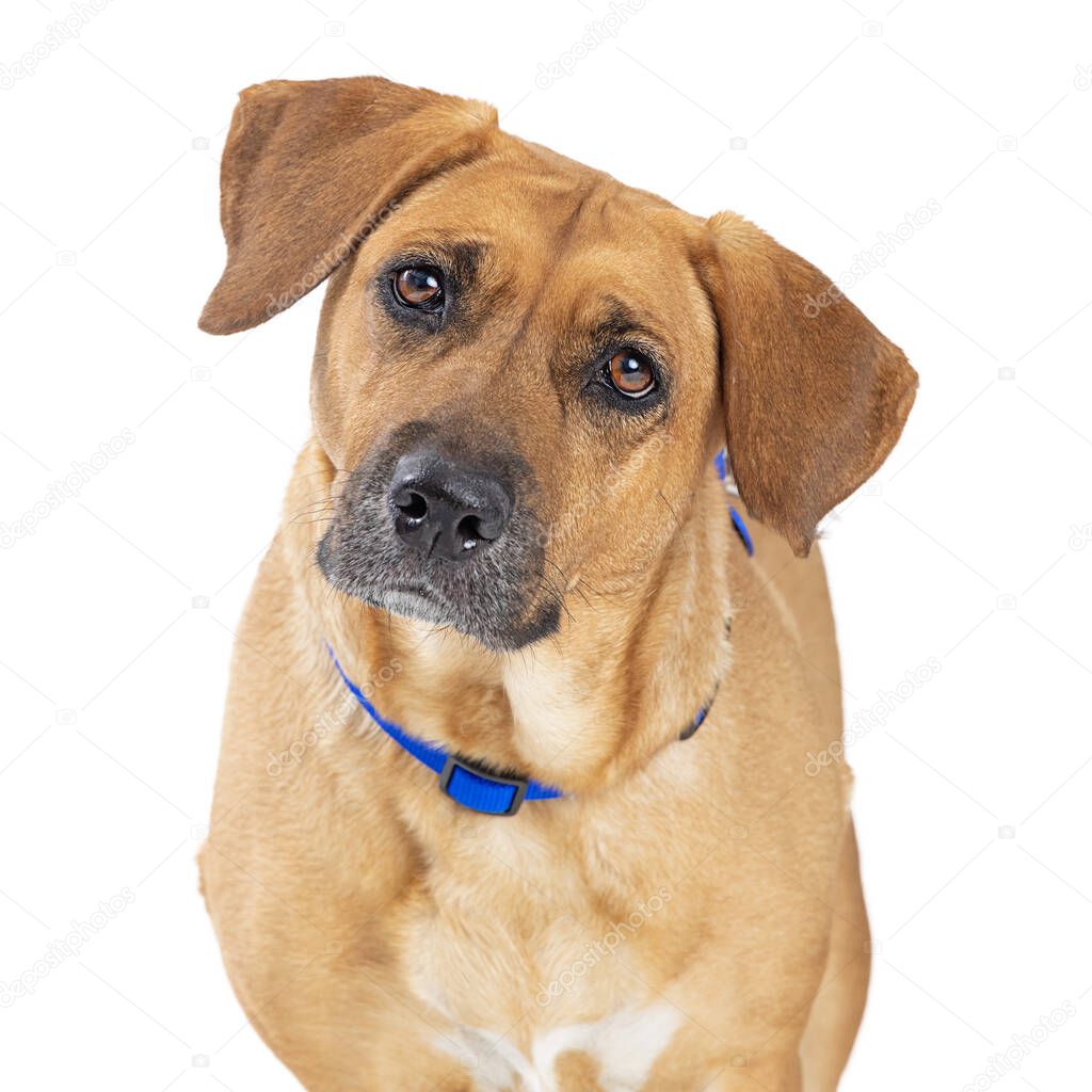 Closeup of large crossbreed dog facing and looking forward with attention. Isolated on white. 