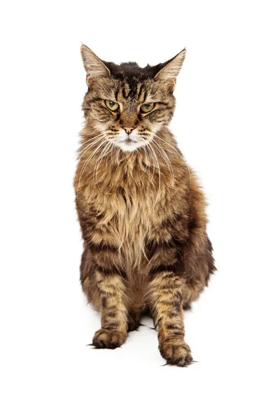 Adult Cat Sitting Angry Expression — Stock Photo, Image