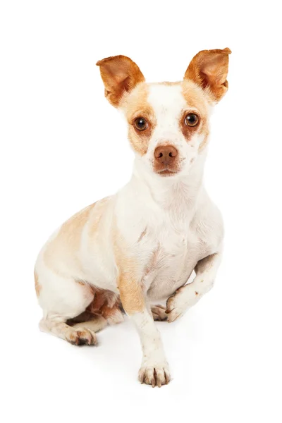 Chihuahua mix benet upp — Stockfoto