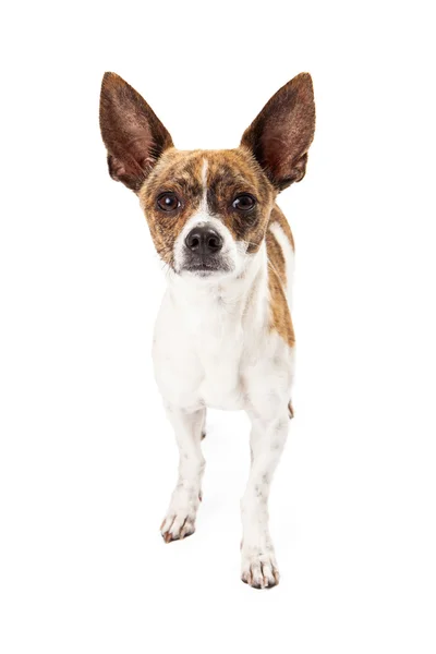 Fox Terrier Mix Dog — Stock Photo, Image