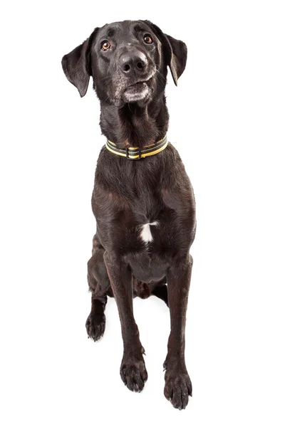 Funny Black Labrador — Stock Photo, Image