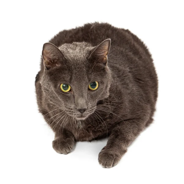 Gray Cat Laying — Stock Photo, Image