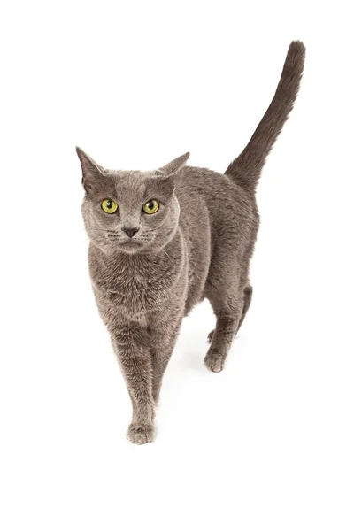 Gray Cat Walking — Stock Photo, Image